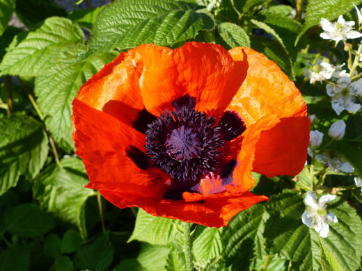 1684177 (a): :2560x1920